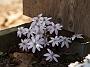 Hepatica nob. Sanssouci